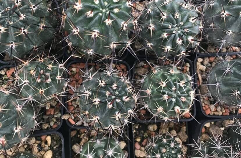 Echinopsis jajoana habit