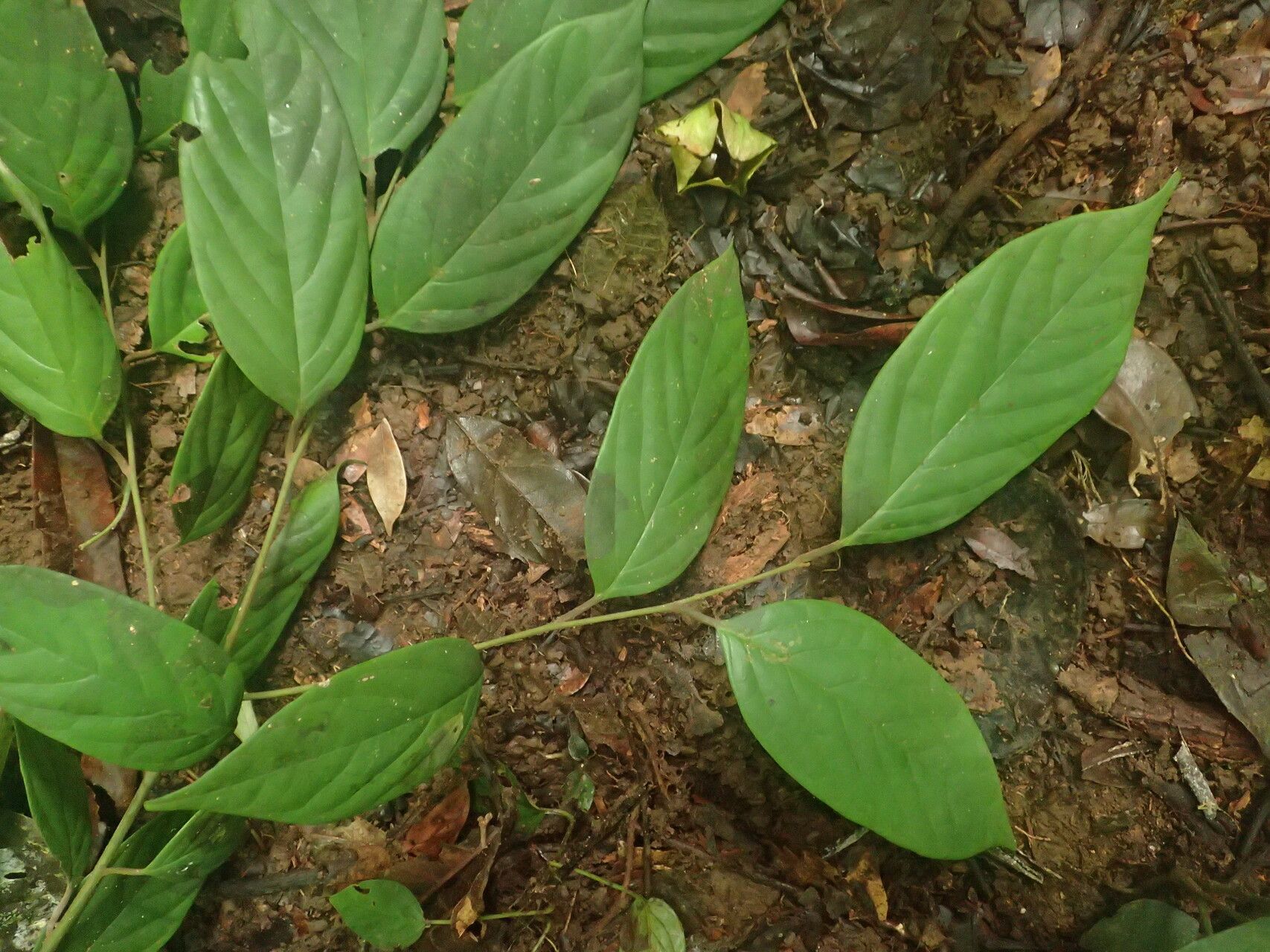 Diospyros kamerunensis — search result for 'Cameroon'