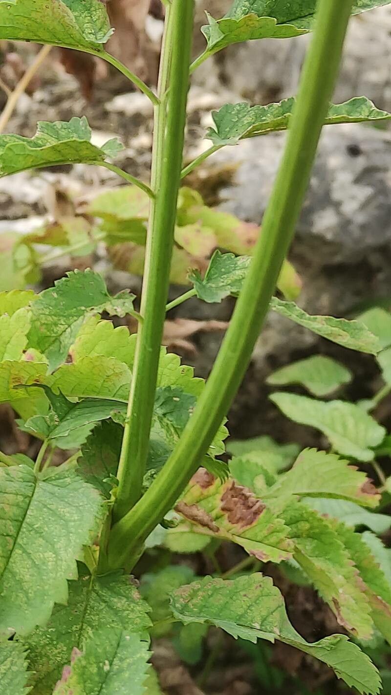 Sanguisorba canadensis bark