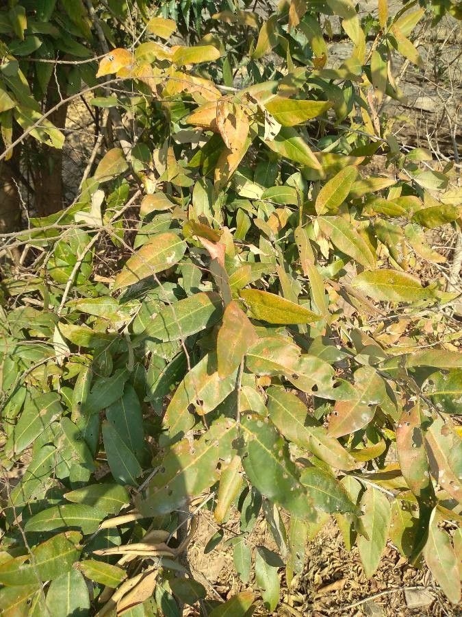Lagerstroemia parviflora leaf