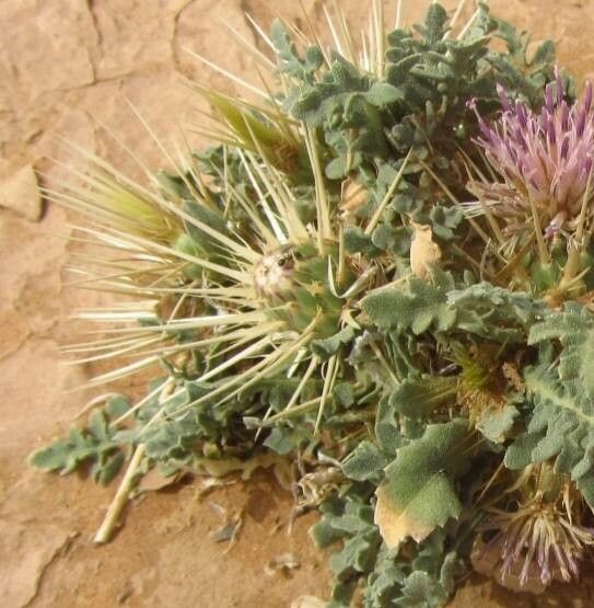 Centaurea pungens fruit