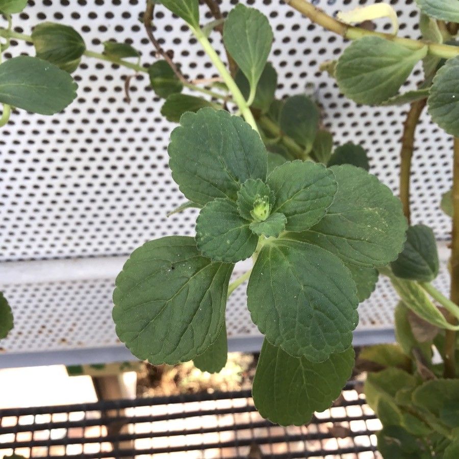 Plectranthus caninus