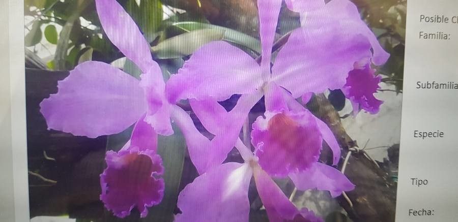 Cattleya jenmanii flower