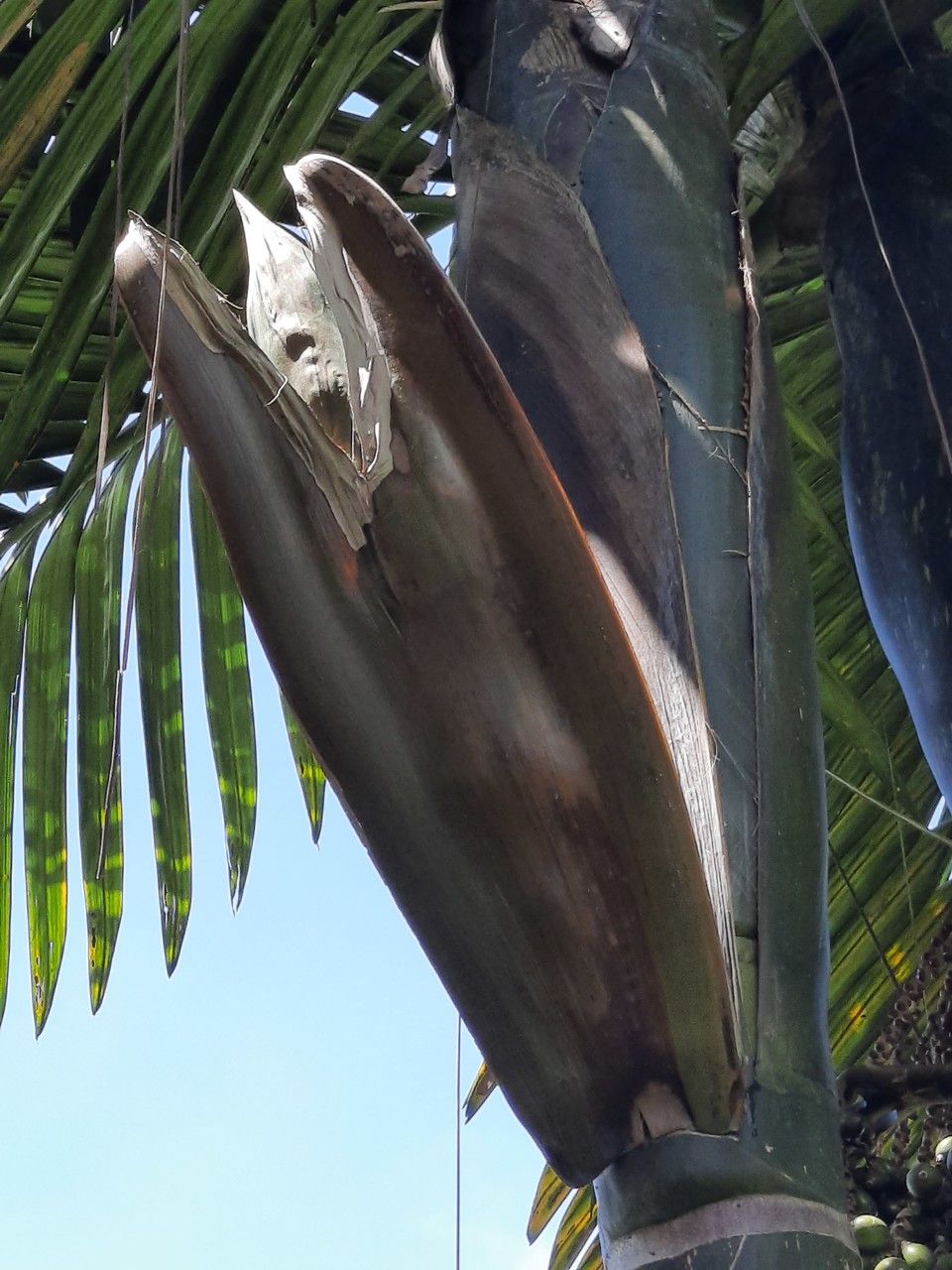 Chambeyronia macrocarpa flower
