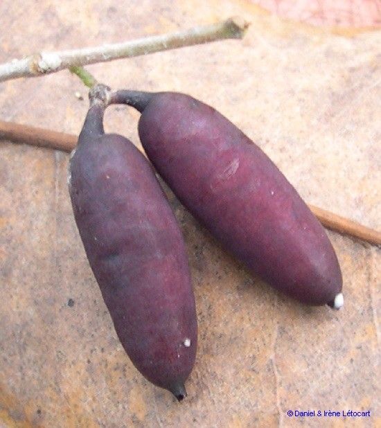 Alyxia cylindrocarpa fruit