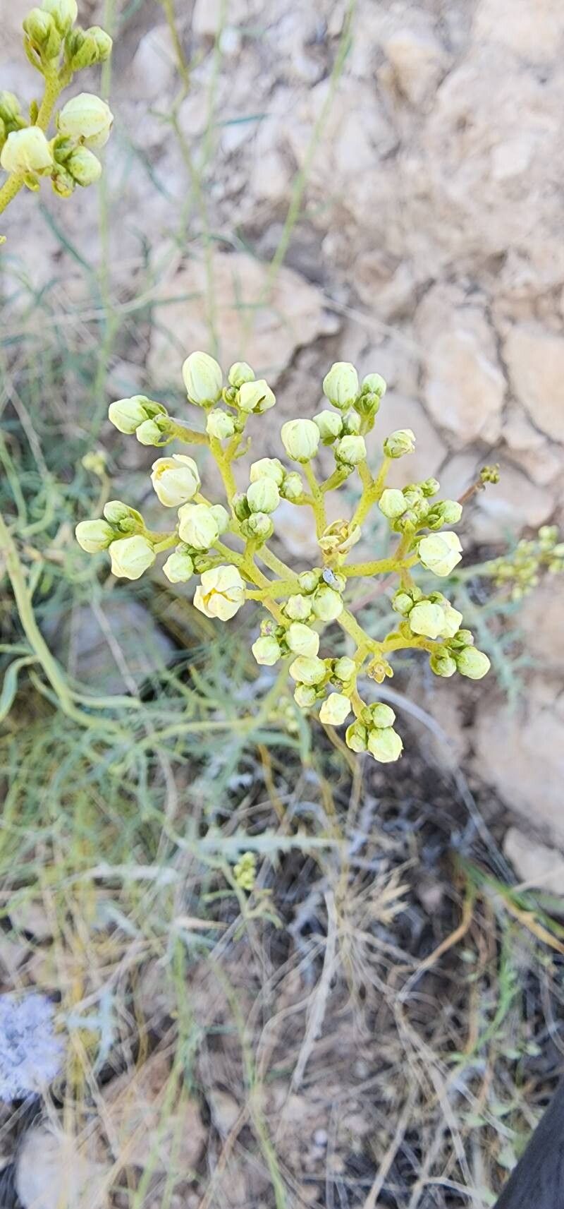 Haplophyllum canaliculatum flower