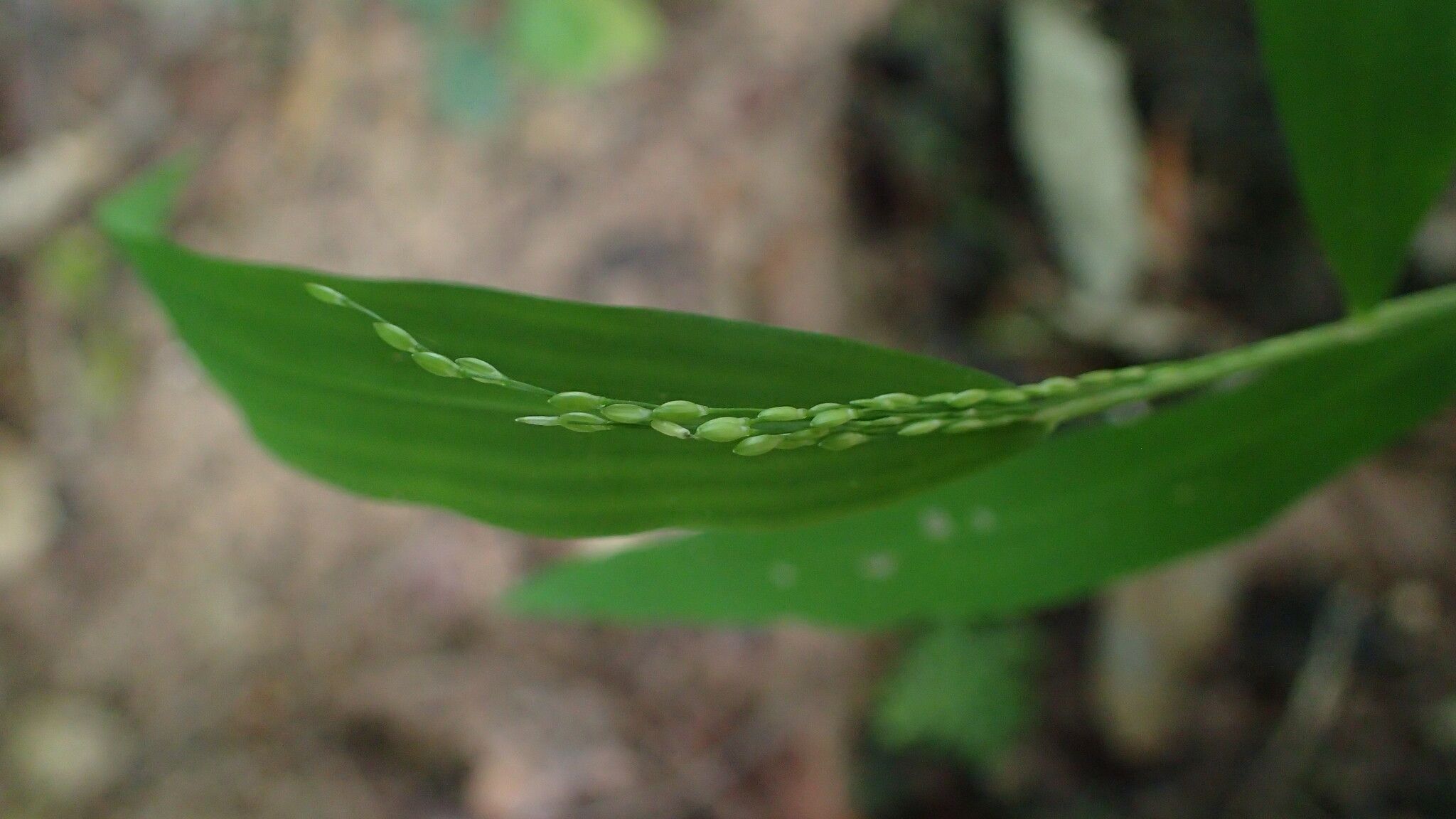 Panicum comorense flower