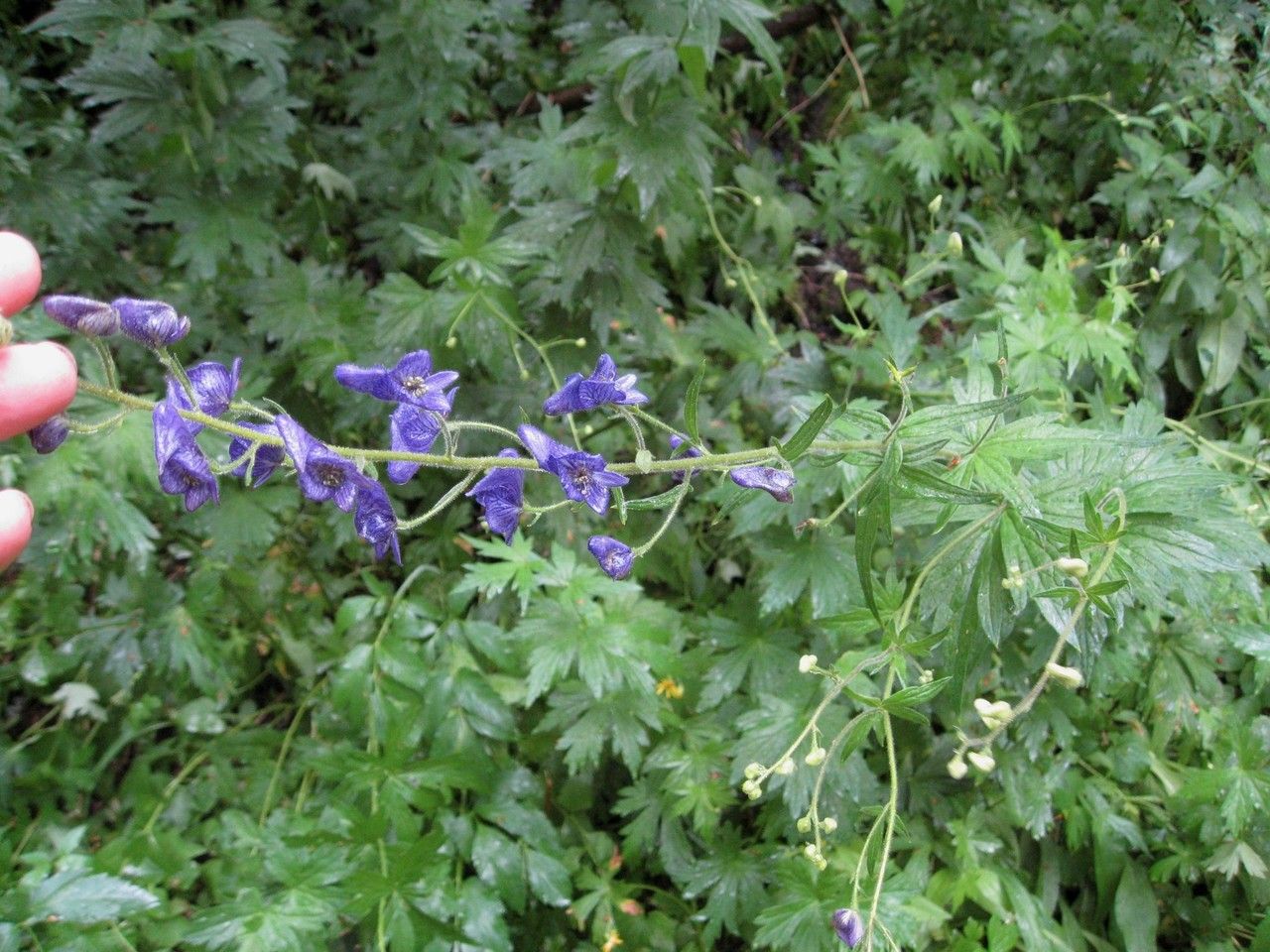 Delphinium nuttallianum habit