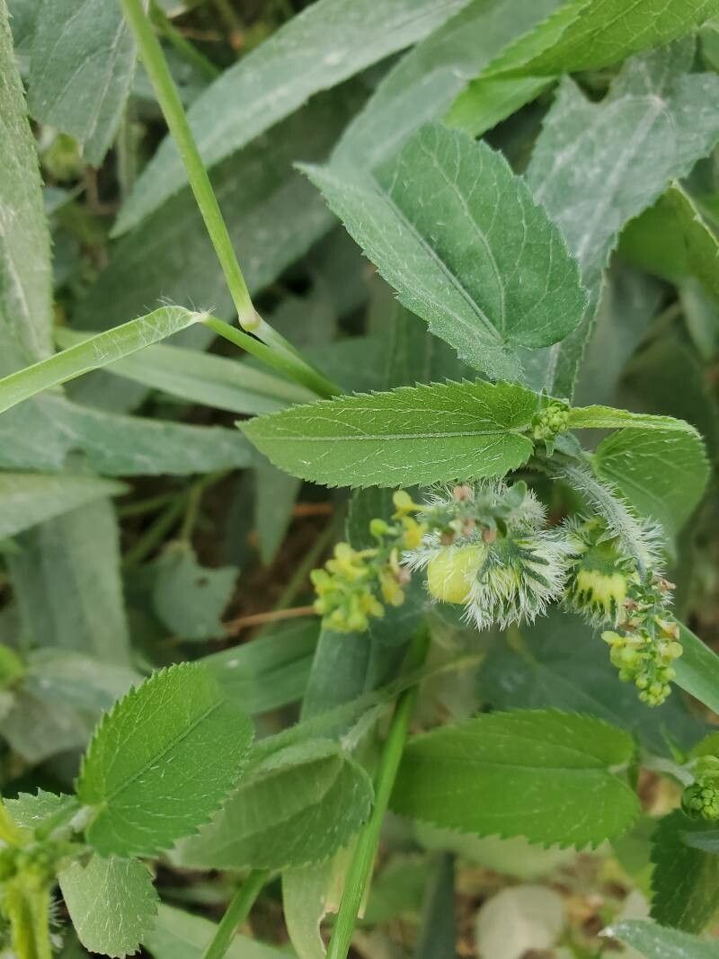 Tragia senegalensis — houseplant care guide