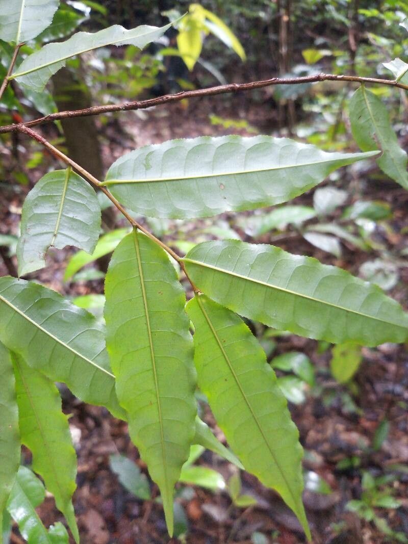 Lecythis zabucajo leaf