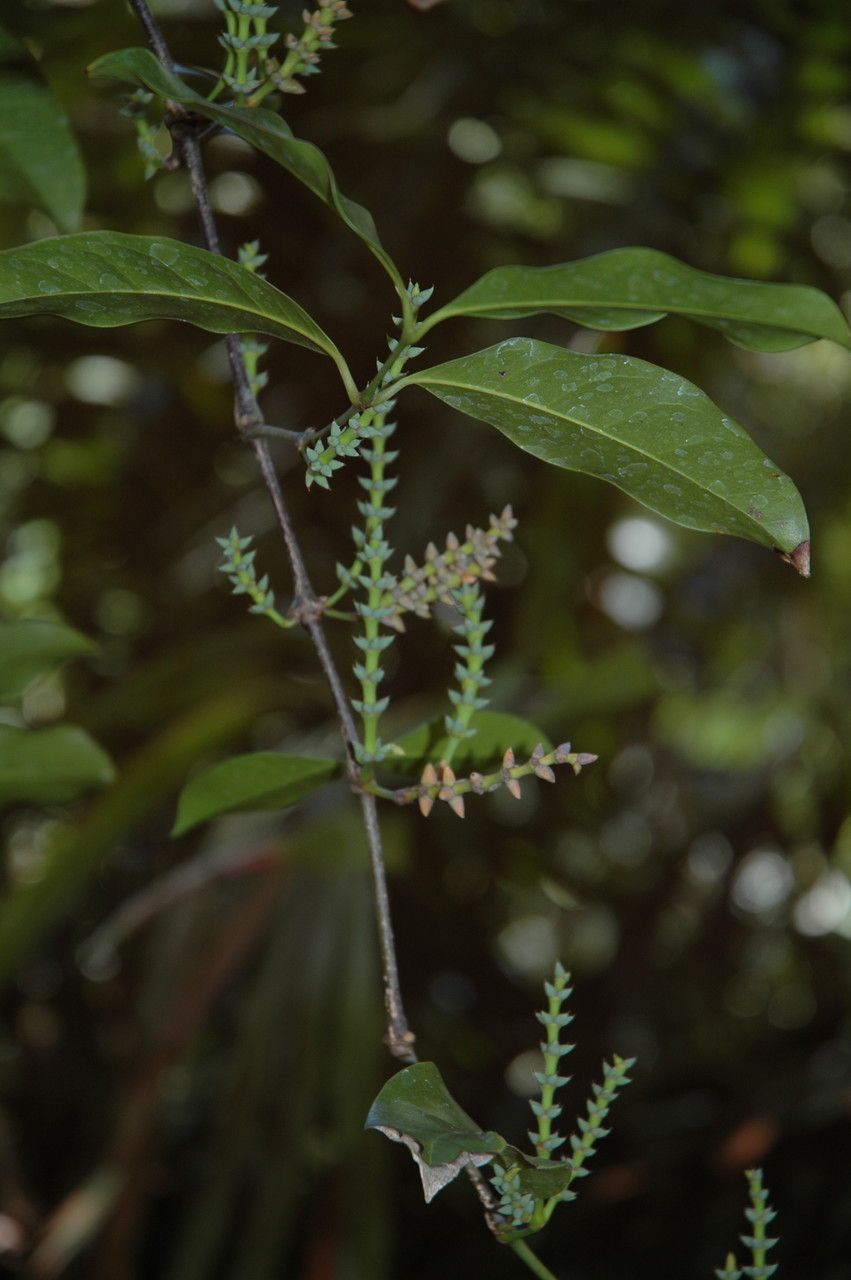 Gnetum gnemon flower