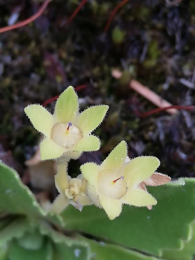 Primula hirsuta fruit