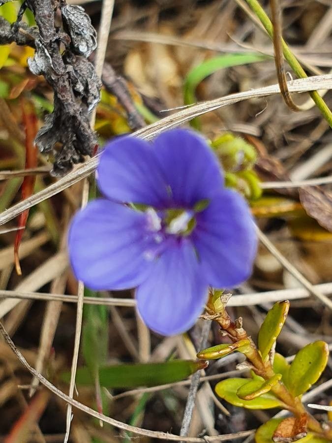 Veronica glandulosa flower