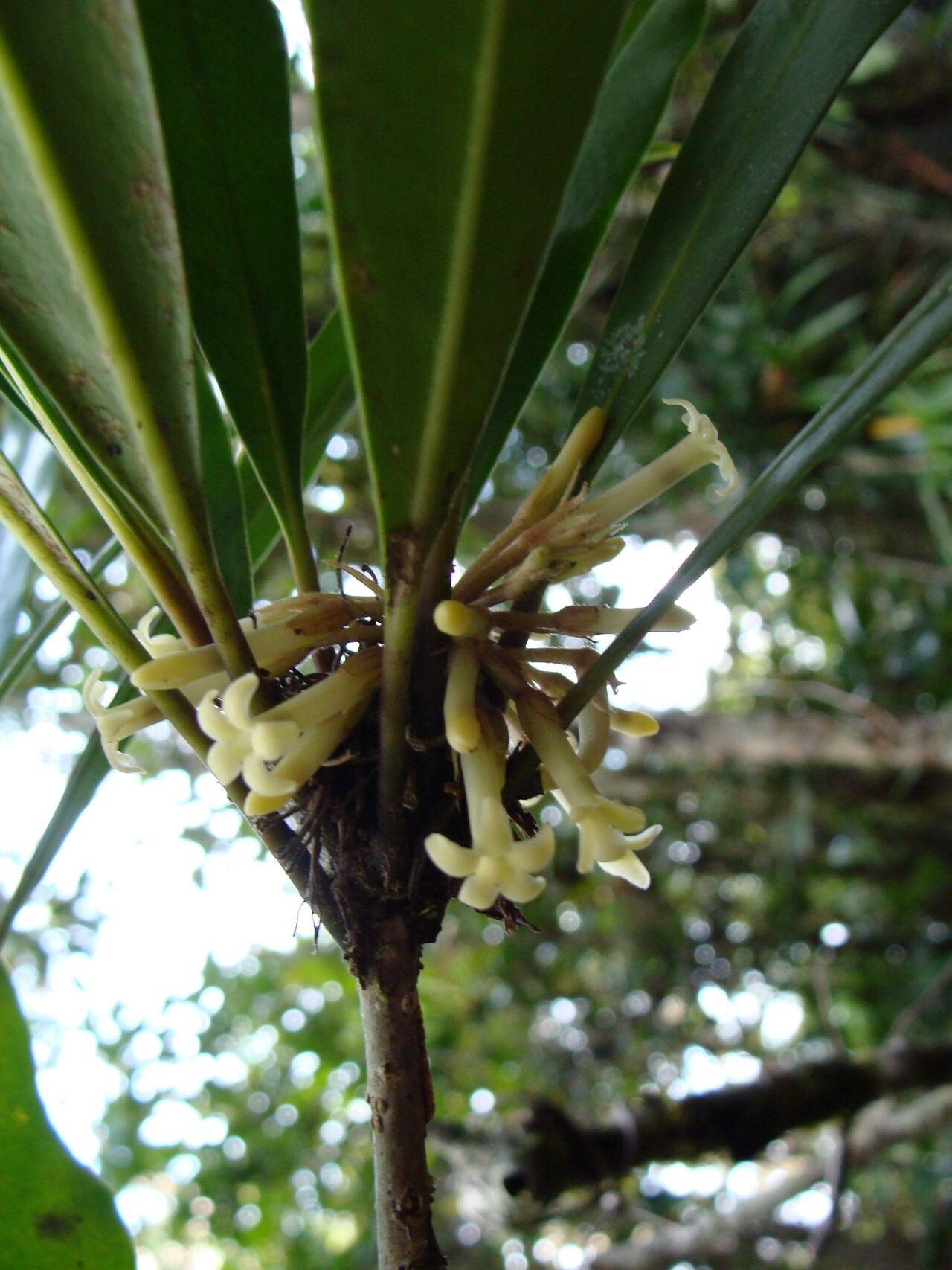 Pittosporum poueboense flower