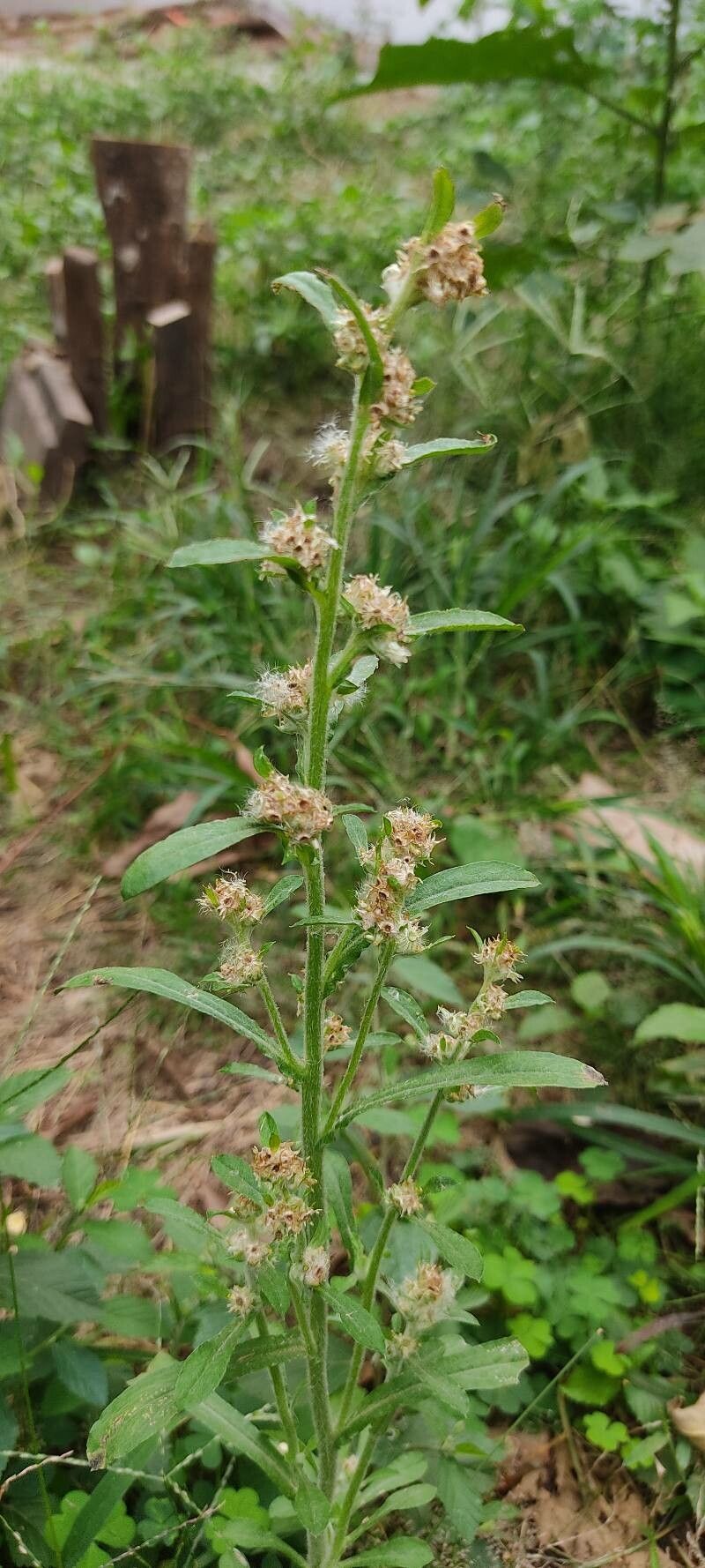 Gamochaeta purpurea leaf