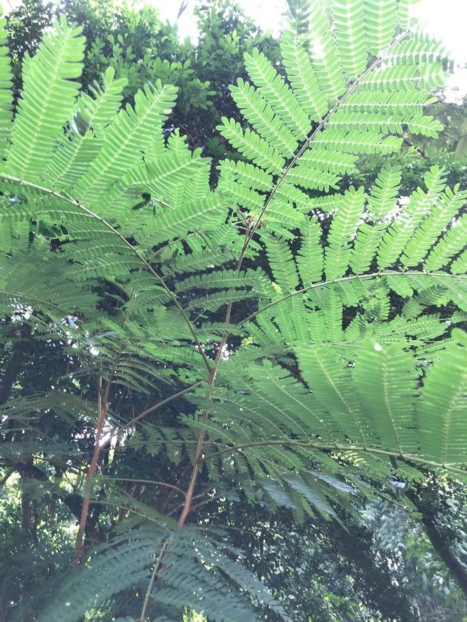 Senegalia caffra bark