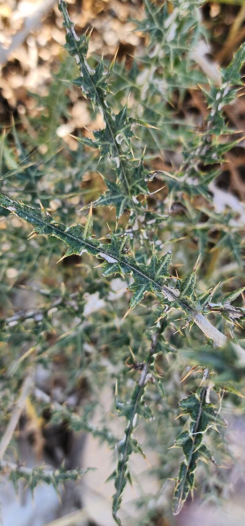 Echinops orientalis — search result for 'Echinops'