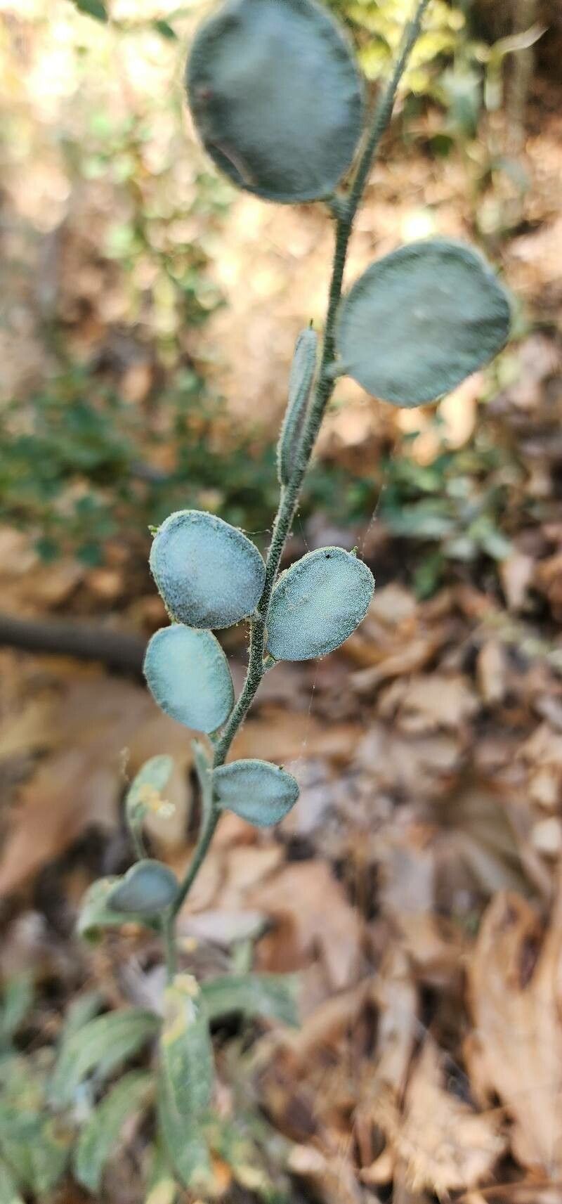 Fibigia macrocarpa fruit