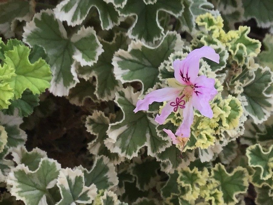 Pelargonium crispum flower