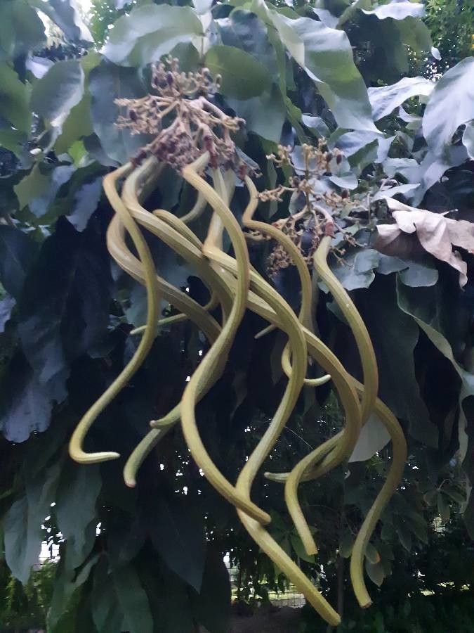 Fernandoa adenophylla fruit