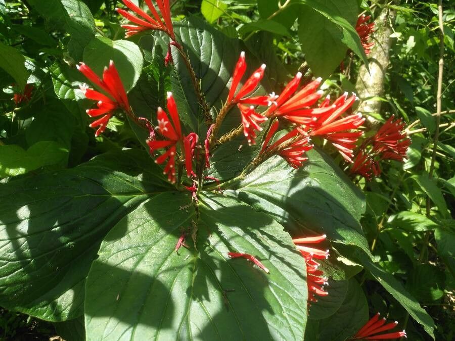 Spigelia splendens flower