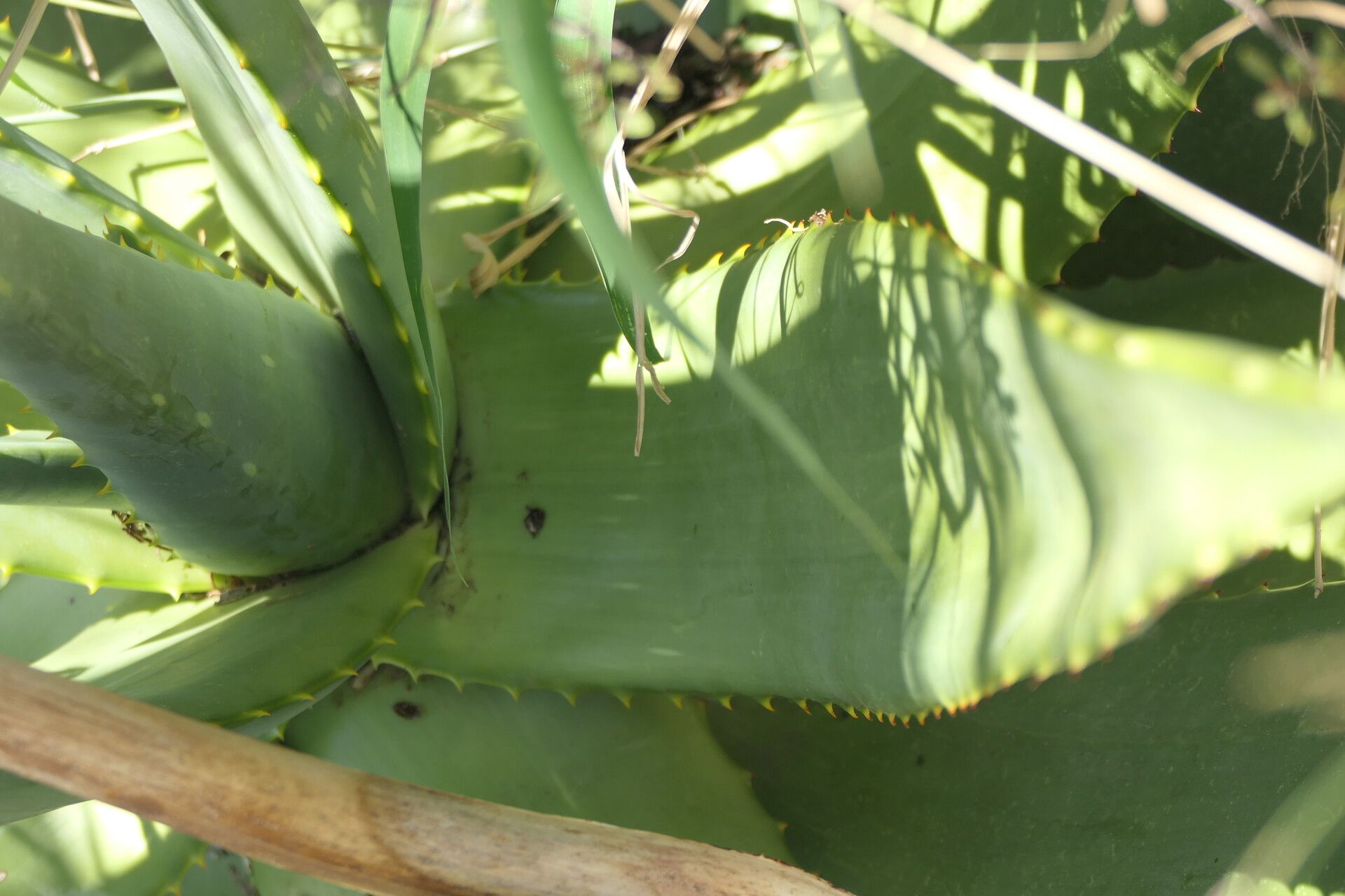Aloe littoralis — sleep aid houseplant