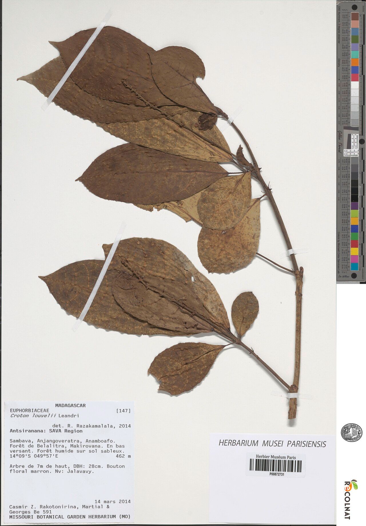 Croton heteranthus — houseplant care guide