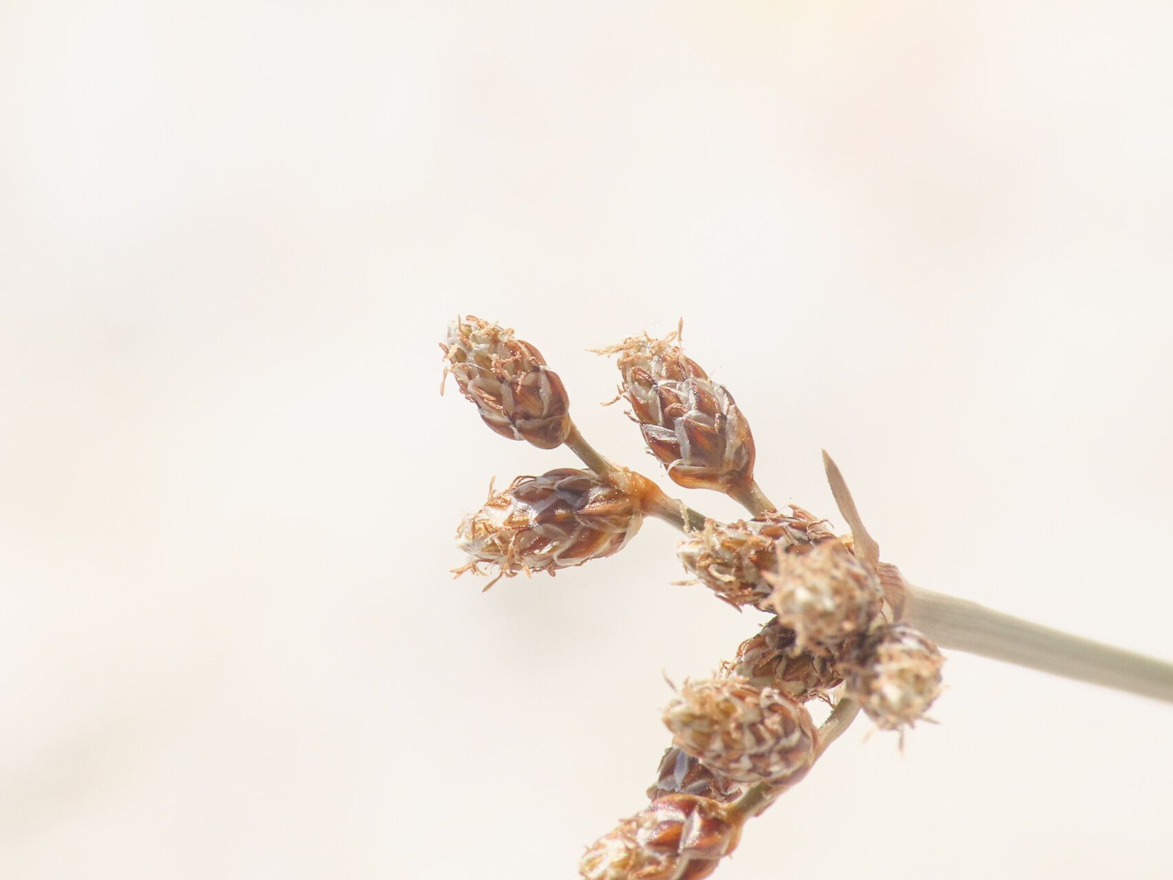 Fimbristylis cymosa flower