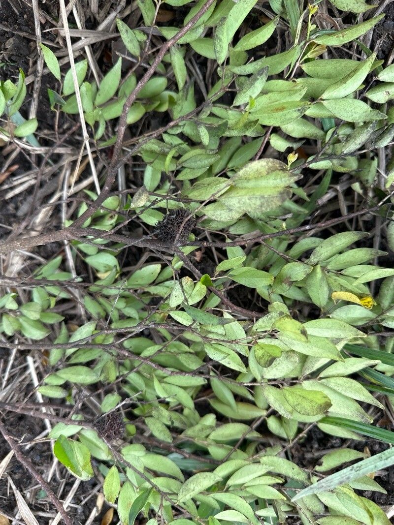 Eugenia pittieri — houseplant care guide