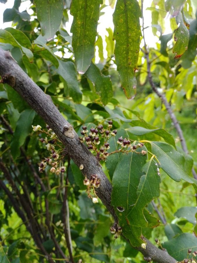 Cupaniopsis glomeriflora fruit