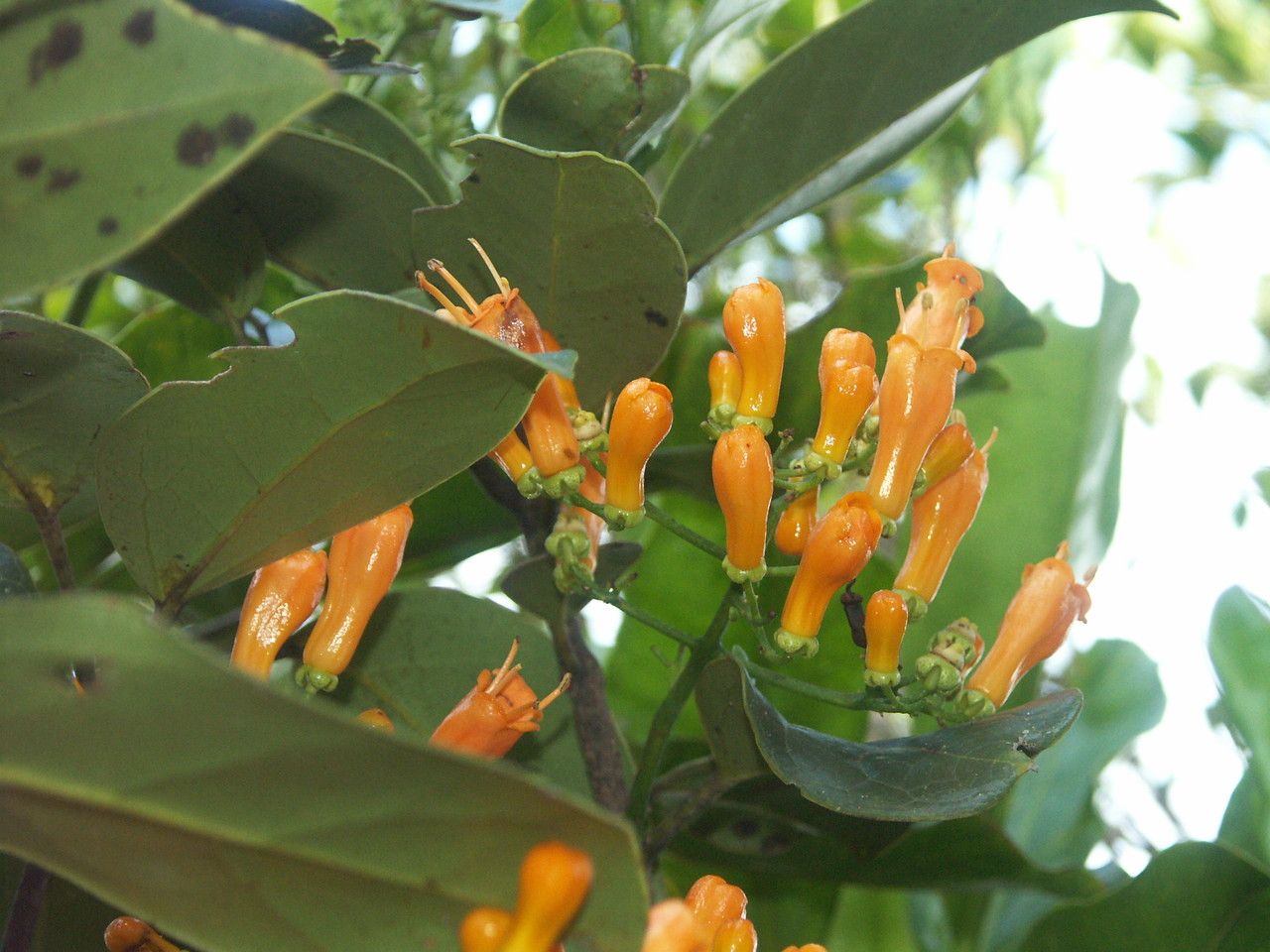 Oxera palmatinervia — houseplant care guide