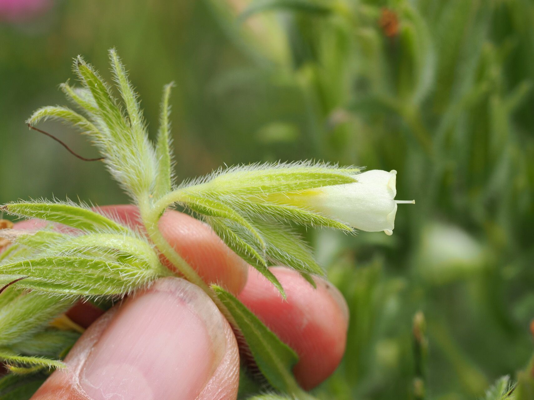 Onosma caucasica — related species from the same genus