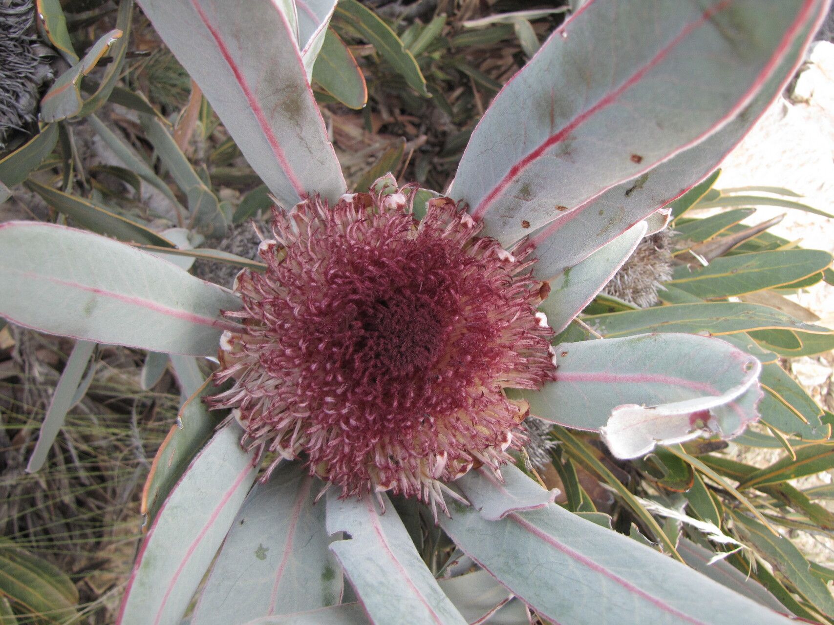 Protea lorifolia flower