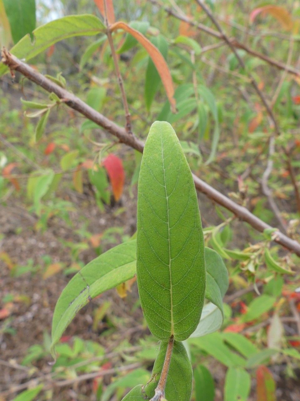 Woodfordia fruticosa leaf