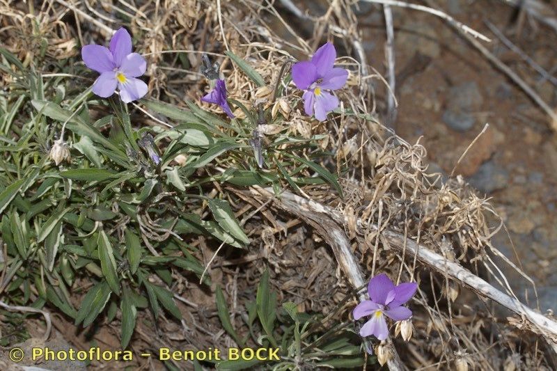 Viola palmensis other