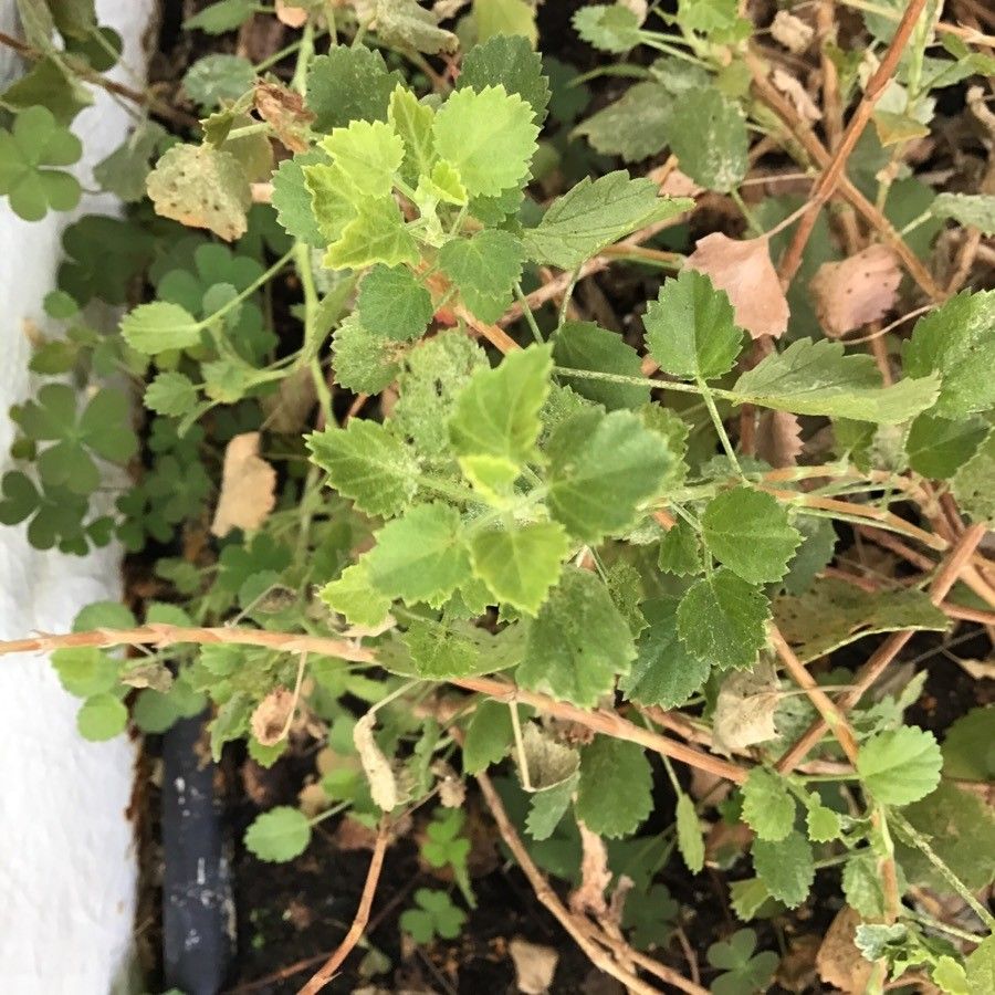 Pelargonium betulinum — houseplant care guide