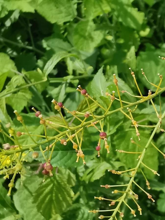 Rorippa austriaca fruit
