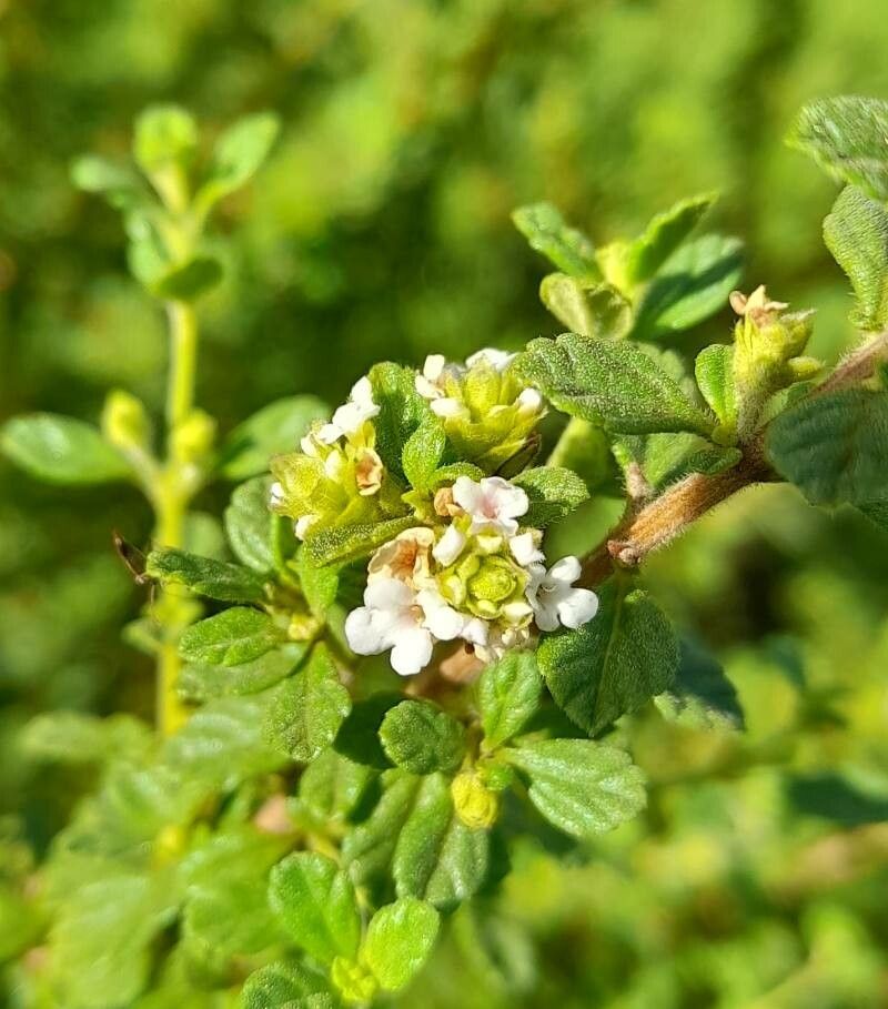 Lippia micromera flower