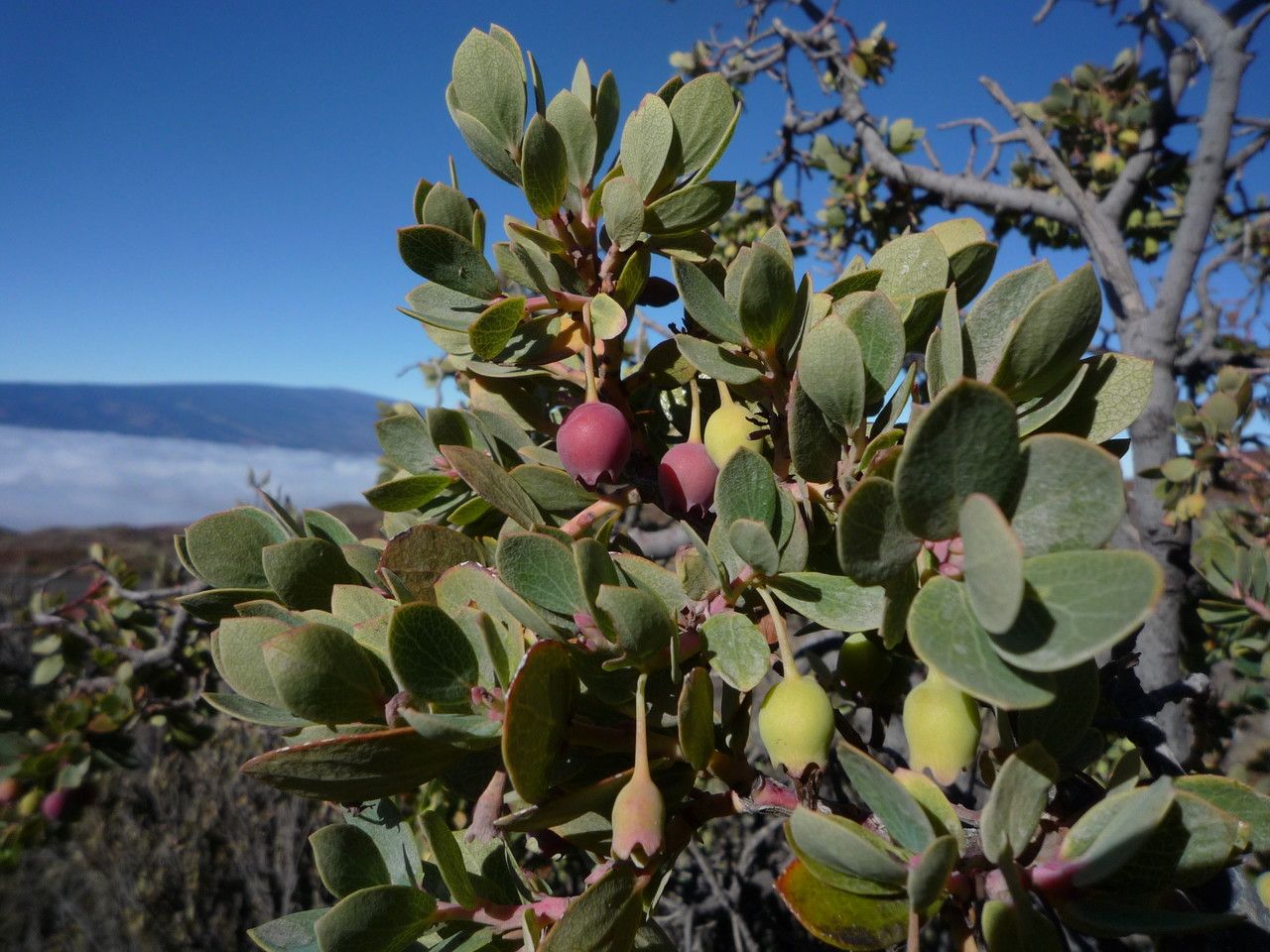 Vaccinium reticulatum habit