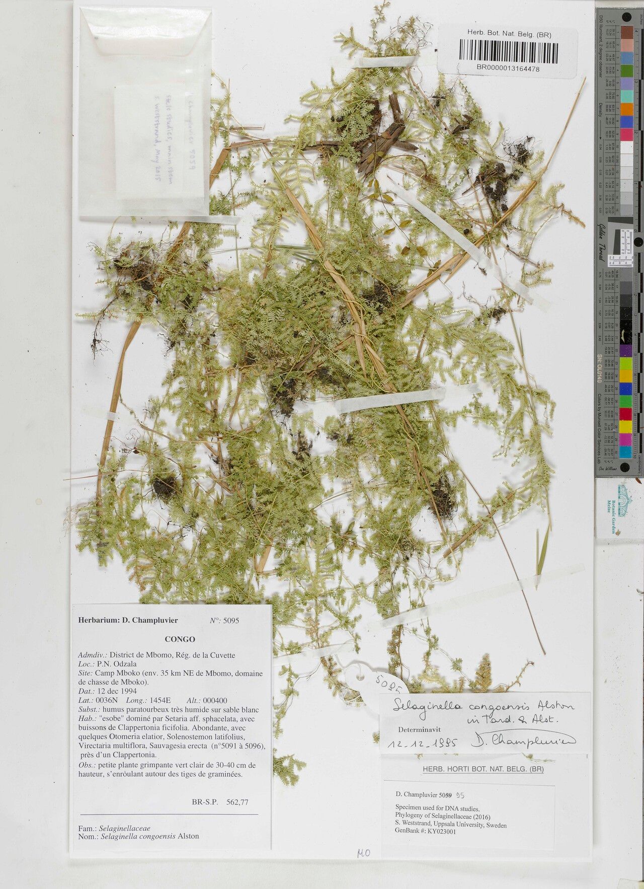 Selaginella congoensis — houseplant care guide