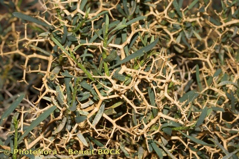 Bupleurum subspinosum — search result for 'Bupleurum'