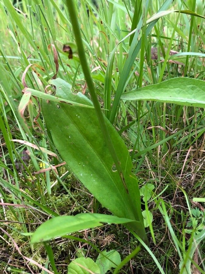 Platanthera chlorantha leaf