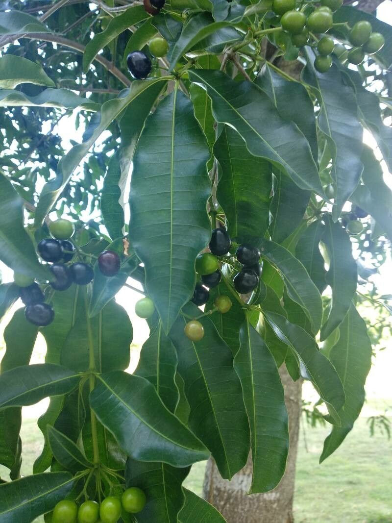 Rauvolfia vomitoria fruit
