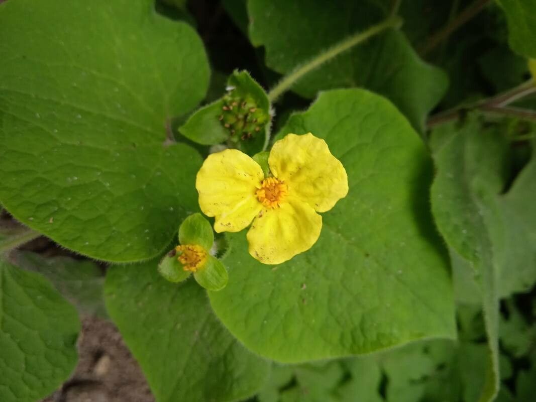 Saruma henryi flower