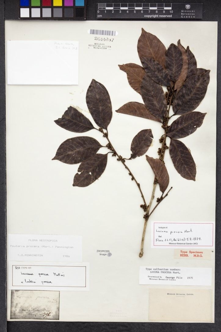 Pouteria procera other