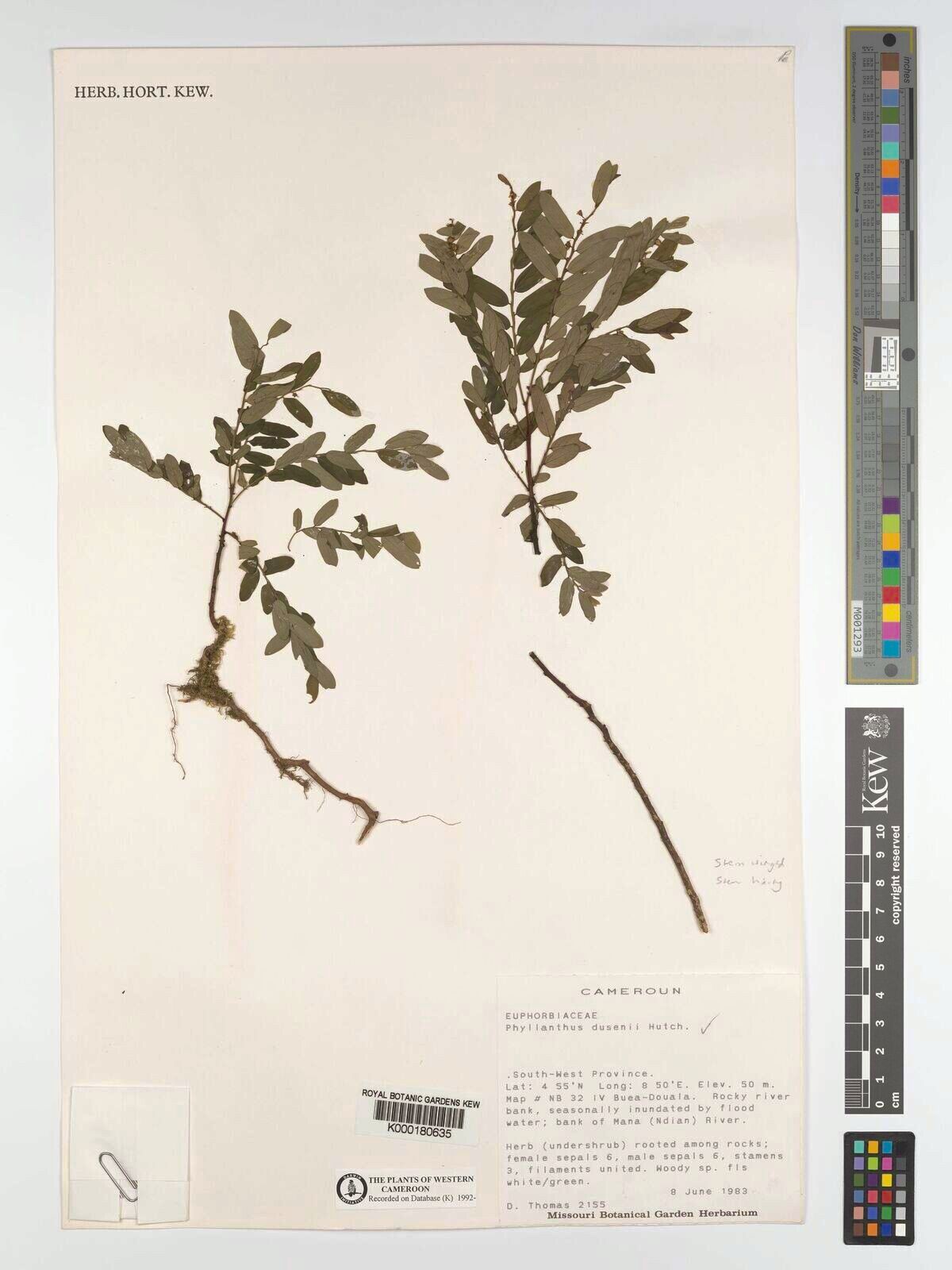 Phyllanthus dusenii — houseplant care guide