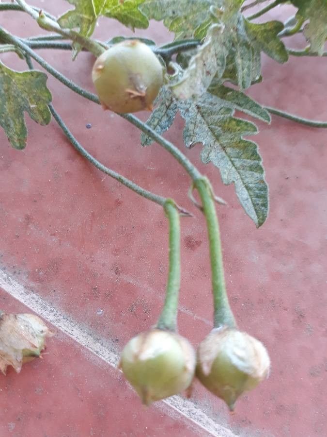 Convolvulus althaeoides fruit