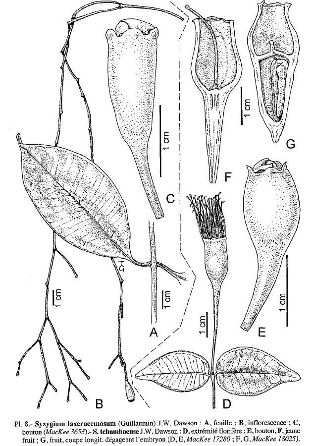 Syzygium laxeracemosum other