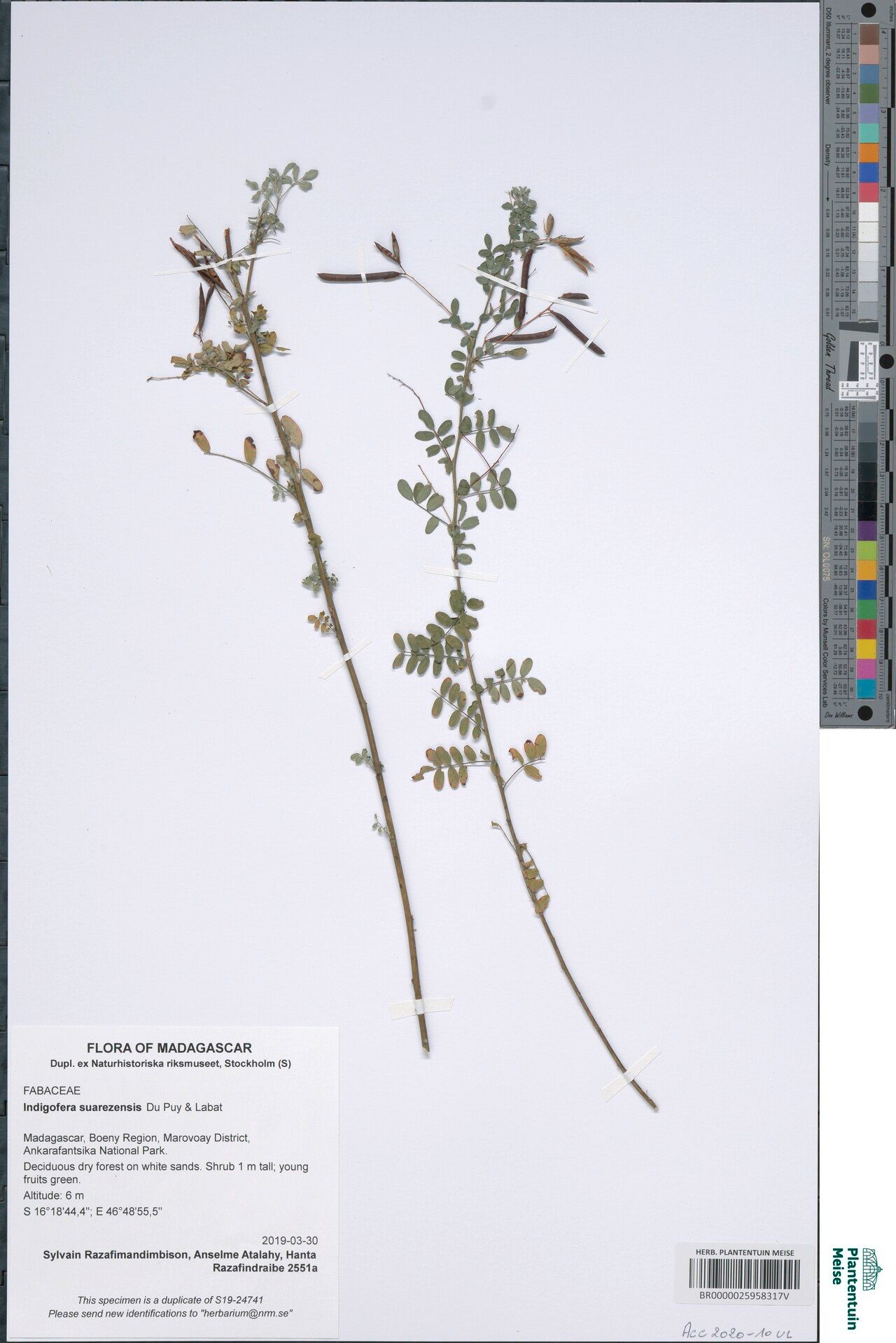 Indigofera suarezensis — search result for 'Indigofera'