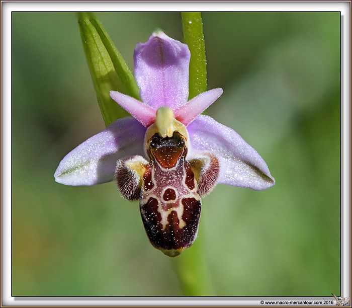 Ophrys vetula flower